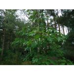 Zdjęcia użytkowników Sony Xperia X Compact