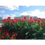 Zdjęcia użytkowników Sony Xperia X Compact