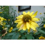 Zdjęcia użytkowników Sony Xperia X Compact