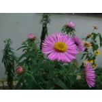 Zdjęcia użytkowników Sony Xperia X Compact