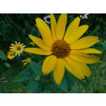 Zdjęcia użytkowników Sony Xperia X Compact