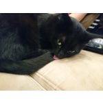 Zdjęcia użytkowników Sony Xperia X Compact