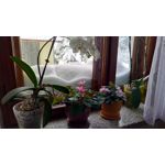 Zdjęcia użytkowników Sony Xperia XA Ultra