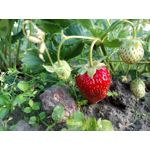 Zdjęcia użytkowników Sony Xperia XA