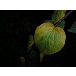 Zdjęcia użytkowników Sony Xperia XA1 Zdjęcia użytkowników Sony Xperia XA1