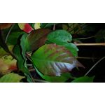 Zdjęcia użytkowników Sony Xperia XA1 Zdjęcia użytkowników Sony Xperia XA1