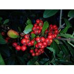 Zdjęcia użytkowników Sony Xperia XA1 Zdjęcia użytkowników Sony Xperia XA1