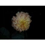 Zdjęcia użytkowników Sony Xperia XA1 Zdjęcia użytkowników Sony Xperia XA1