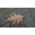 Zdjęcia użytkowników Sony Xperia XA1 Zdjęcia użytkowników Sony Xperia XA1