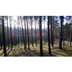 Zdjęcia użytkowników Sony Xperia XA1 Zdjęcia użytkowników Sony Xperia XA1