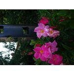 Zdjęcia użytkowników Sony Xperia XZ Premium