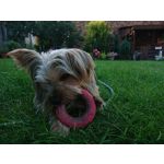 Zdjęcia użytkowników Sony Xperia XZ Premium
