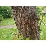 Zdjęcia użytkowników Sony Xperia XZ1 Compact