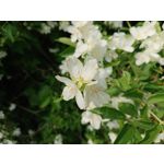 Zdjęcia użytkowników Sony Xperia XZ1 Compact