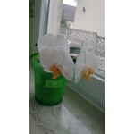 Zdjęcia użytkowników Sony Xperia Z