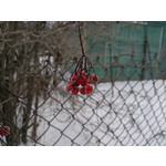 Zdjęcia użytkowników Sony Xperia Z