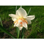 Zdjęcia użytkowników Sony Xperia Z