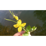 Zdjęcia użytkowników Sony Xperia Z