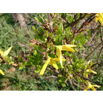 Zdjęcia użytkowników Sony Xperia Z