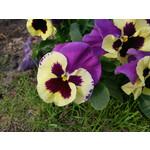 Zdjęcia użytkowników Sony Xperia Z