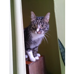 Zdjęcia użytkowników Sony Xperia Z