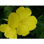 Zdjęcia użytkowników Sony Xperia Z