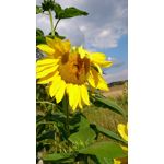 Zdjęcia użytkowników Sony Xperia Z