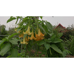 Zdjęcia użytkowników Sony Xperia Z