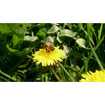 Zdjęcia użytkowników Sony Xperia Z