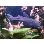 Zdjęcia użytkowników Sony Xperia Z