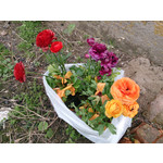 Zdjęcia użytkowników Sony Xperia Z