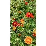 Zdjęcia użytkowników Sony Xperia Z