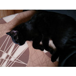 Zdjęcia użytkowników Sony Xperia Z