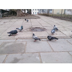 Zdjęcia użytkowników Sony Xperia Z