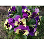 Zdjęcia użytkowników Sony Xperia Z