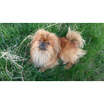 Zdjęcia użytkowników Sony Xperia Z