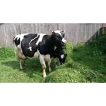 Zdjęcia użytkowników Sony Xperia Z