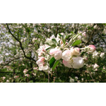 Zdjęcia użytkowników Sony Xperia Z