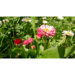 Zdjęcia użytkowników Sony Xperia Z