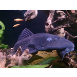 Zdjęcia użytkowników Sony Xperia Z