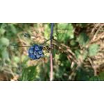 Zdjęcia użytkowników Sony Xperia Z1 C6903