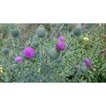 Zdjęcia użytkowników Sony Xperia Z1 C6903