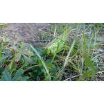 Zdjęcia użytkowników Sony Xperia Z1 C6903