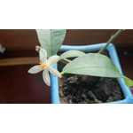 Zdjęcia użytkowników Sony Xperia Z1 C6903