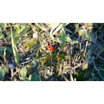 Zdjęcia użytkowników Sony Xperia Z1 C6903