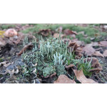 Zdjęcia użytkowników Sony Xperia Z1 C6903