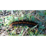 Zdjęcia użytkowników Sony Xperia Z1 C6903