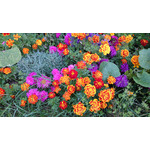 Zdjęcia użytkowników Sony Xperia Z1 C6903