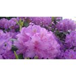 Zdjęcia użytkowników Sony Xperia Z1 C6903