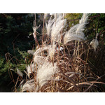 Zdjęcia użytkowników Sony Xperia Z1 C6903